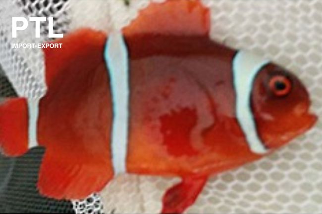 PTLMC81430_PREMNAS BIACULEATUS_PESCI MARINI DI ALLEVAMENTO